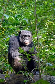 Uganda; Western Region; Kibale Nationalpark; Schimpanse auf einem Baumstamm sitzend