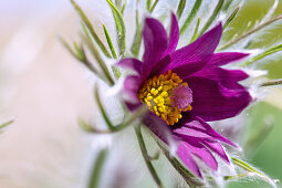 Pasqueflower flower