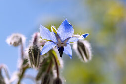 Borage, Borago officinalis, flower