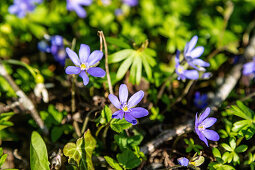 Liverworts, Hepatica nobilis