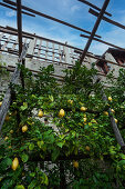 Die berühmten Zitronenhäuser von Limone sul Garda, die hervorragende Zitronen produzieren, Provinz Brescia, Oberitalien, Italien