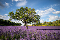 Fields of lavender in bloom on the Valensole plateau with mature tree standing solo.