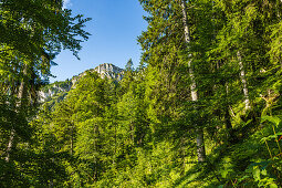 Blick durch den Bergwald zur Zwölferspitz beim Aufstieg zum Hochgern. Chiemgauer Alpen, Oberbayern, Bayern, Deutschland
