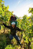 Grape harvest, Schlossberg, Freiburg im Breisgau, Baden-Württemberg, Germany