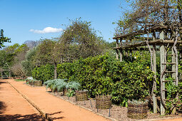 Im Garten von Babylonstoren, alte Farm, Weinfarm, Franschhoek, Provinz Westkap, Stellenbosch, Cape Winelands, Südafrika, Afrika