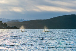  Norway, Skjervøy 