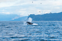  Norway, Skjervøy 