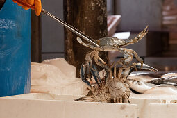 Detailaufnahme von Blaukrabben (Callinectes sapidus)  am Fischmarkt von Chioggia, Vena Kanal, Chioggia, Lagune, Venetien, ItalienVeneto, Italien, Europa