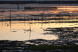 Sumpflandschaft bei Sonnenuntergang, Laguna di Venetia, Chioggia, Veneto, Italien, Europa