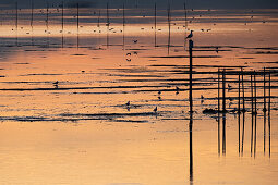 Bild von der Sumpflandschaft bei Sonnenuntergang, Lagune von Venedig, Chioggia, Veneto, Italien, Europa