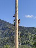 Maypole erection in the municipality of Jachenau, Bavaria, Germany