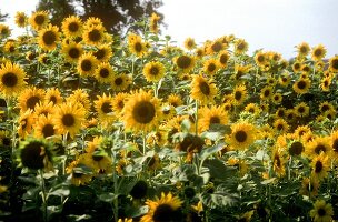 Sunflower Field