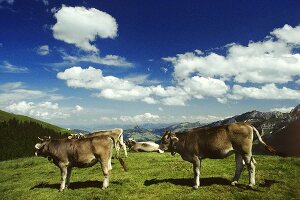 The Appenzell