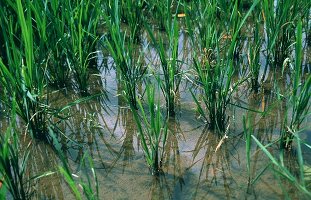 Rice Field Under Water