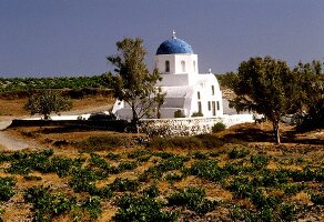 Kirche inmitten von Weinbergen auf Santorini, Griechenland