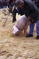Mann mit Trüffelschwein bei einem Wettberwerb in der Provence