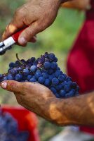 Weintrauben der Sorte Nebbiolo in Winzerhand, Barolo, Piemont