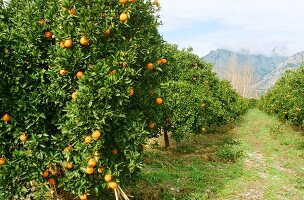 Orangenbäume (türkische Riviera)
