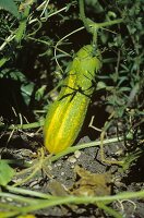 Cucumber on the plant in the field