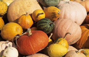 Various pumpkins (filling the picture)