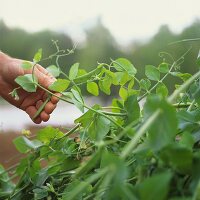 Hand picking mangetouts