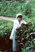 Frau pflückt Teeblätter auf einer Teeplantage (Sri Lanka)