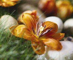 Spring flowers and Easter eggs in meadow