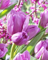 Violette Tulpen 'Alibi'