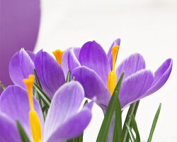 Purple crocuses (close-up)