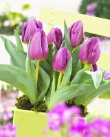 'Baby Blue' tulips in ceramic pot