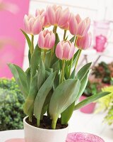 Tulpen 'Apricot Delight' im Blumentopf