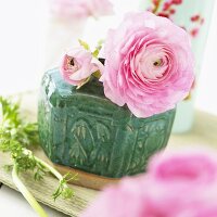 Pink ranunculus (Ranunculus asiaticus) in ceramic vase