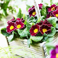 Primulas ('Eclipse Burgundy with Rim')