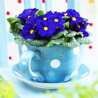 Primulas ('Salome Blue') in spotted cup and saucer