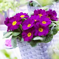 Primulas ('Salome Violet') in basket