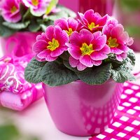 Primula 'Sphinx F1 Rose Shades' in flowerpot