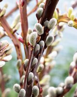 Pussy willow (close-up)