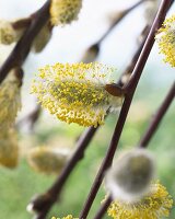 Pussy willow in full bloom (close-up)