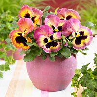 Pansy 'Goliath Peach Shades' in pink pot