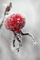 Rose hip with frost (close-up)