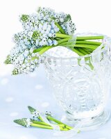 Grape hyacinths ('Ocean Magic') in crystal glass