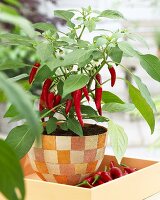 Chilli plant in pot