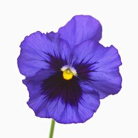 Blue pansy