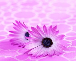 Pink Cape daisies