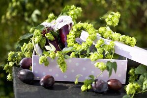 Zwetschgenmarmelade, Hopfenranken und frische Zwetschgen