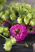 Hops and pompom dahlias