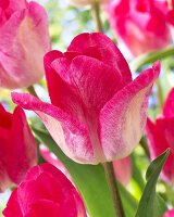 Tulpen, Sorte: Gander's Rhapsody