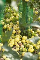 Many apples under an apple tree