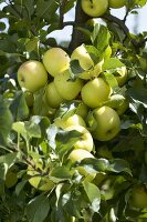 Äpfel der Sorte 'Greensleeves' am Baum