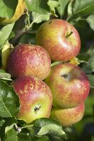 Apples, variety 'Karmijn de Sonnaville', on the tree